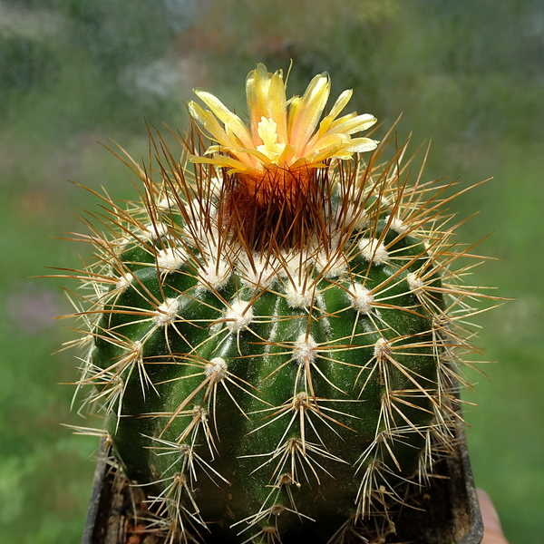 DSC06770Parodia echinopsoides