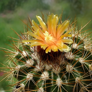 DSC06771Parodia echinopsoides