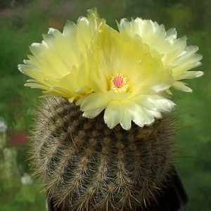 DSC06772Notocactus scopa