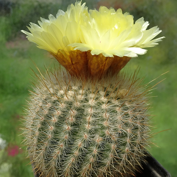 DSC06773Notocactus scopa