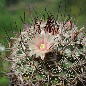 DSC06784Mammillaria johnstonii