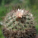 DSC06785Mammillaria johnstonii