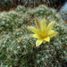 DSC06786Mammillaria surculosa