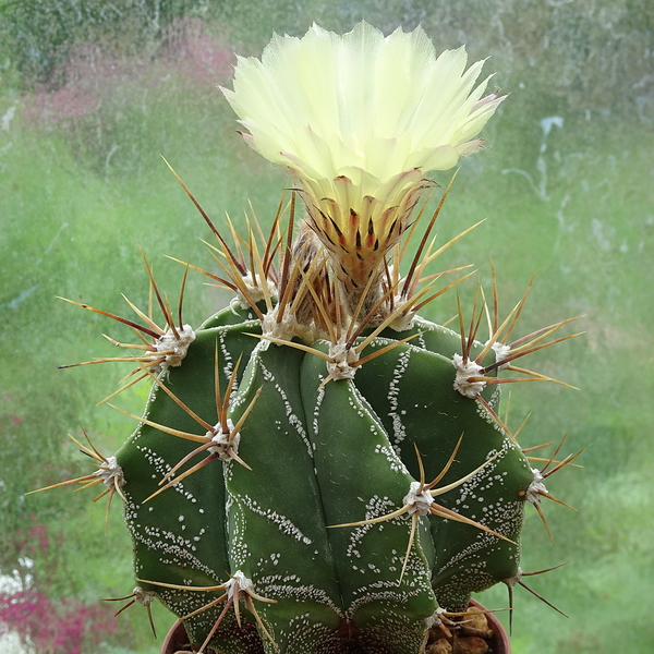 DSC06794Astrophytum ornatum