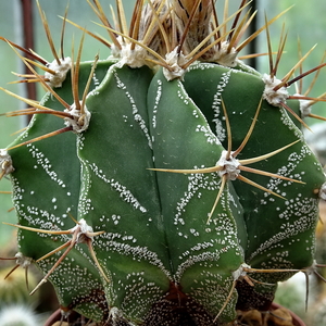 DSC06795Astrophytum ornatum