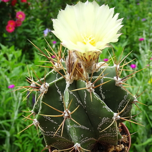 DSC06796Astrophytum ornatum