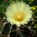 DSC06797Astrophytum ornatum