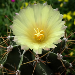 DSC06797Astrophytum ornatum