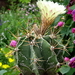 DSC06798Astrophytum ornatum