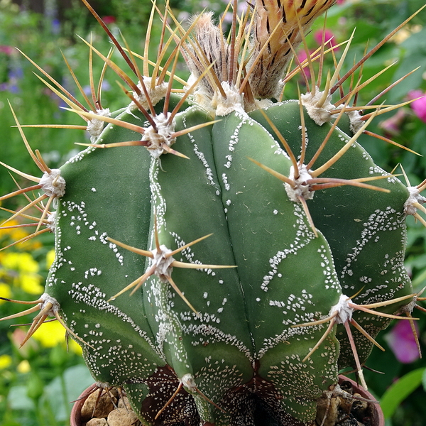 DSC06799Astrophytum ornatum