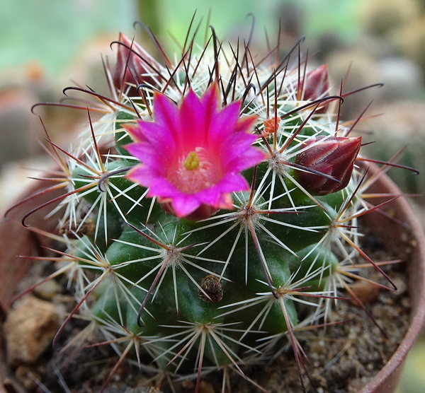 DSC06807Mammillaria limonensis