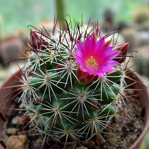 DSC06808Mammillaria limonensis