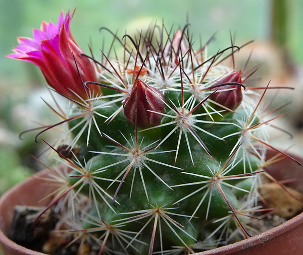 DSC06809Mammillaria limonensis