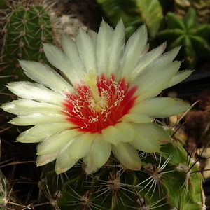 DSC06955Hamatocactus setispinus