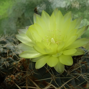 DSC06956Gymnocalycium andreae grandiflorum