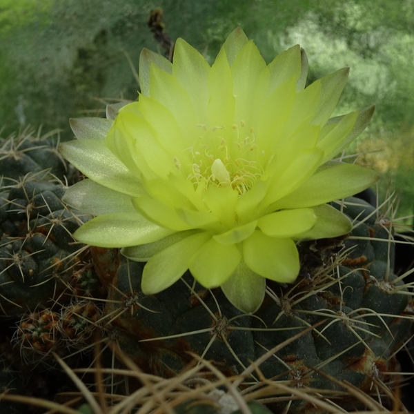 DSC06957Gymnocalycium andreae grandiflorum