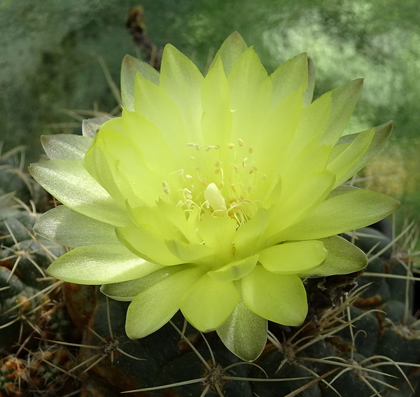 DSC06958Gymnocalycium andreae grandiflorum