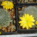 DSC06961 Rebutia chrysacantha kesselringiana