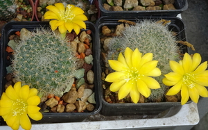 DSC06961 Rebutia chrysacantha kesselringiana