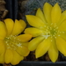 DSC06963 rebutia kesselringiana