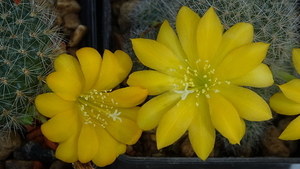 DSC06963 rebutia kesselringiana