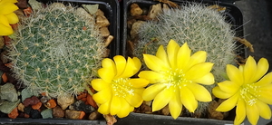 DSC06964 Rebutia senilis v. kesselringiana