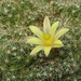 DSC06966Mammillaria surculosa