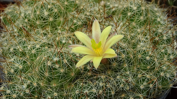 DSC06966Mammillaria surculosa