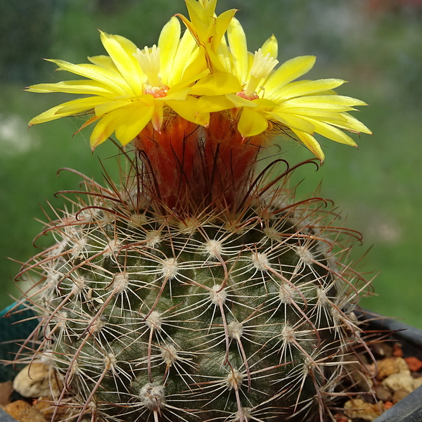 DSC06976Parodia rubristaminea