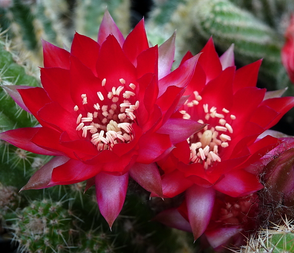 DSC07071Chamaecereus Lincoln Warpaint