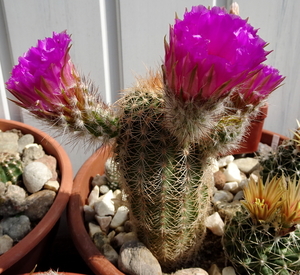 DSC07076Echinocereus reichenbachii ssp. oklahomensis