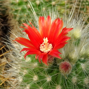 DSC07141Parodia penicillata