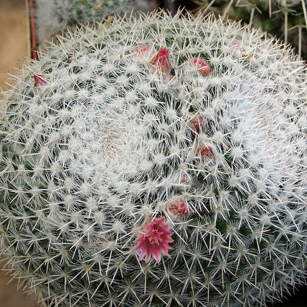 DSC07145Mammilaria pseudoperbella