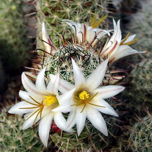 DSC07146Mammillaria hutchisoniana