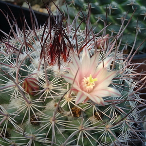 DSC07147Mammillaria johnstonii