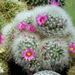 DSC07148Mammillaria laui Lau1171