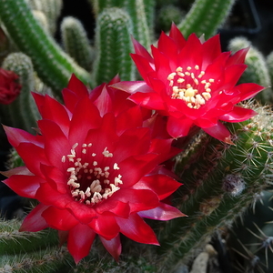 DSC07150Chamaecereus Lincoln Warpaint