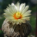 DSC07156Astrophytum asterias 'Superkabuto'