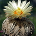 DSC07157Astrophytum asterias 'Superkabuto'