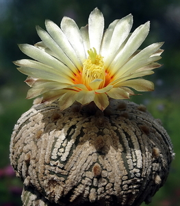 DSC07157Astrophytum asterias 'Superkabuto'