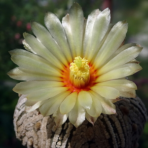 DSC07158Astrophytum asterias 'Superkabuto'