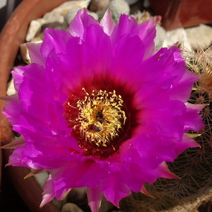 DSC07193Echinocereus reichenbachii ssp. oklahomensis