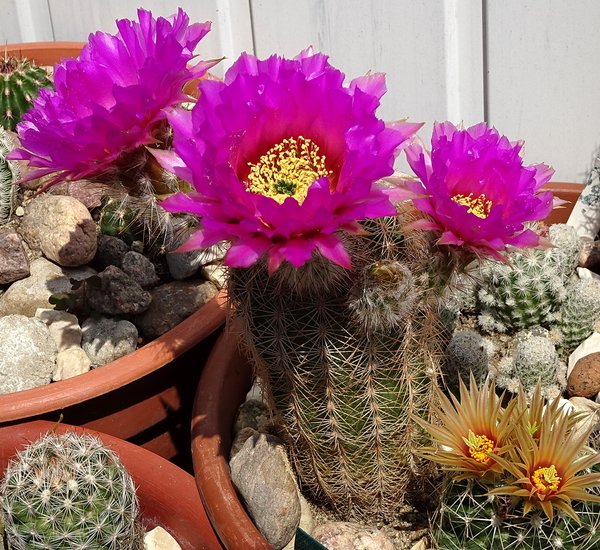 DSC07195Echinocereus reichenbachii ssp. oklahomensis