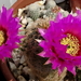 DSC07196Echinocereus reichenbachii ssp. oklahomensis