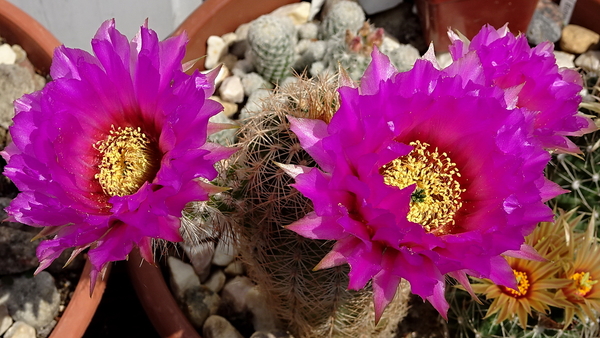 DSC07196Echinocereus reichenbachii ssp. oklahomensis