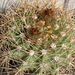 DSC07201Acanthocalycium violaceum