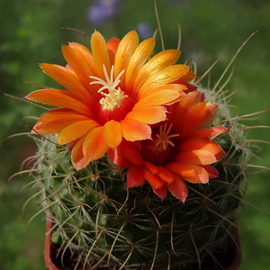 DSC07210Parodia herzogii TB738.2