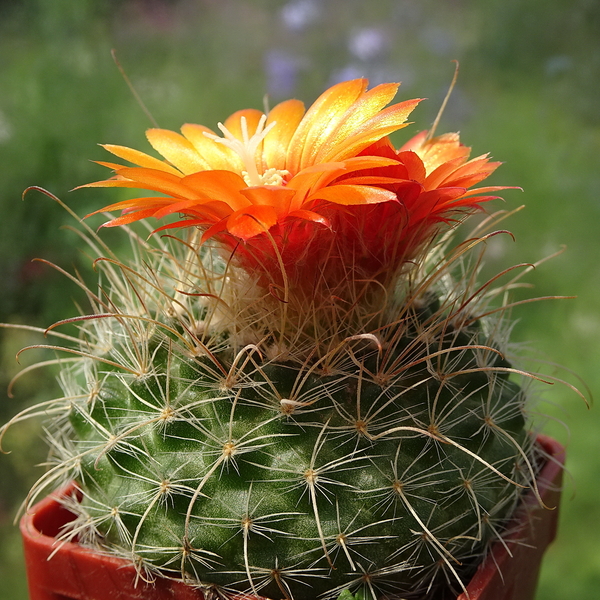 DSC07211Parodia herzogii TB738.2