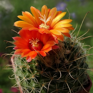 DSC07212Parodia herzogii TB738.2