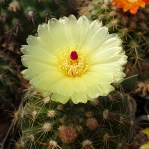 DSC07221Notocactus glaucinus HU 779